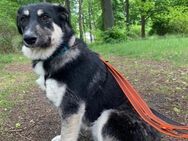 Xylo liebevoller Rüde💖 - Sindelfingen