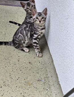 Bengalische Silber Kitten - Bremen