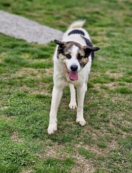 Auch ältere 🐕 brauchen LIEBE ♥️ OZMO - München