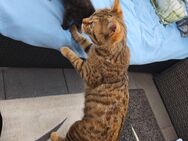 Bengal Mix Kitten Mädchen Glückskatze - Grevenbroich