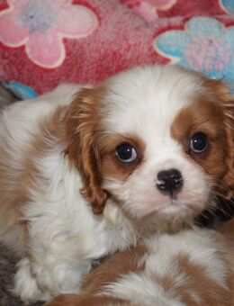 Cavalier King Charles Spaniel Welpen mit Papieren - Unna