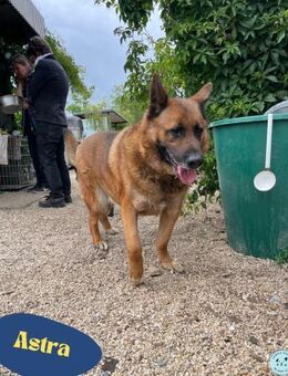 Astra VA - aktiv, verträglich - Rheine