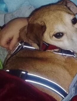 Zauberhafter Sonnenschein Molly - Schlitz