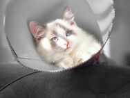 Ragdoll kitten - Lübeck