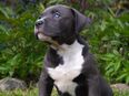 American bully xl in 25376