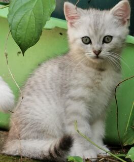 BKH-Mix, Katze, Kitten, Katzenbaby, Kätzchen, silver shaded, black