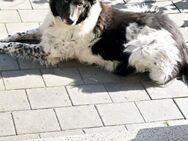 🩷 Nora 6,5 Jahre jung, eine ganz beso - Kassel