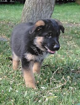 Schäferhundwelpen - Rehfelde