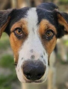 Pelle, geb. ca. 07/2024, Griechenland - Euskirchen