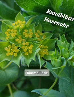 Samen Rundblättriges Hasenohr gelb, gefährdete Art, weitere Sorten - Norderstedt