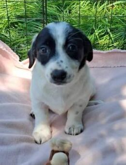 Lilo - mit ihrer Familie in RO gerettet - Blankenheim (Nordrhein-Westfalen)
