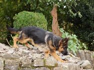 Deutscher Schäferhund Welpe, Rüde, reinrassig, schwarz-braun, stockhaar - Drolshagen Dumicke