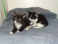 EKH Katzen Babys. - Wipperfürth (Hansestadt)