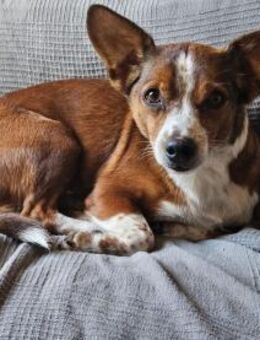 lustiges, kleines Kerlchen -Percy- - Tübingen