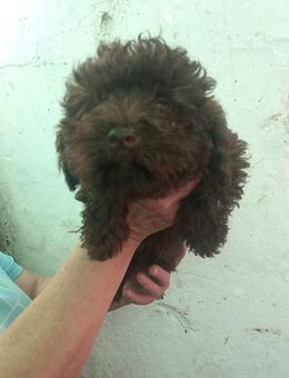 Aldi, hübscher Pudelwelpe - Remagen