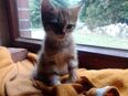 Bildschöne Babykatze in 26169