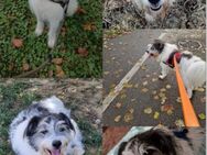 Tobi - backen wir uns einen Hund - Idstein
