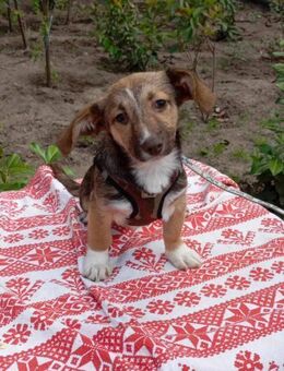 Hanni sucht ein Zuhause - Elsenfeld