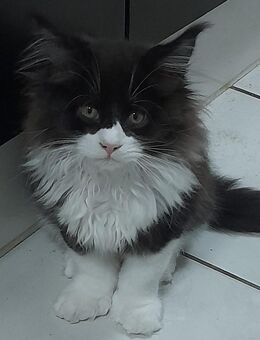 Poly Maine Coon - Sinzig Zentrum