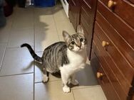 Charly aus dem Tierschutz - Grevenbroich