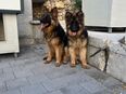 Schärferhund Hündin 08/2024 in 94104