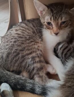 Duke - kleiner Herzensbrecher - Rambin