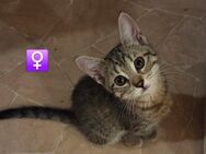 Zuckersüße Kitten suchen ein liebevolles Zuhause - Heilbronn