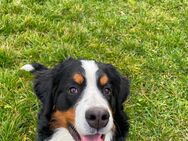 Bernersennen Hund - Dettelbach