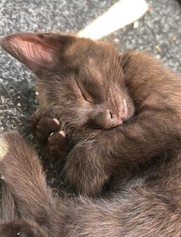 Süße Europäisch Kurzhaar Mix Kitten – 11 Wochen alt 🏡 - Magdeburg