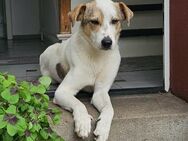Schmusefreund IVO sucht sein Traumzuhaus - Koblenz