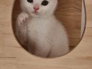 Ein kleiner Prinz sucht ein liebevolles Zuhause Britisch Kurzhaar Kater in Weiß - Hagen (Stadt der FernUniversität)