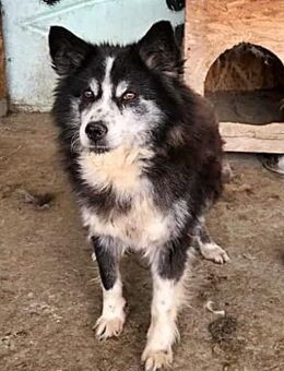 Speedy, Gnadenplatz gesucht - Bonndorf (Schwarzwald)