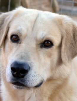 Sanfter Moby möchte sich anlehnen dürfen - Mettmann