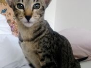 Orientalisch Kurzhaar Siam Kitten, weiblich - Kerpen (Kolpingstadt)