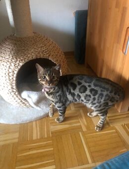 Bengalkitten Mädchen 6 Monate - Balzhausen