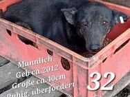 Notfall! Alter karlchen sucht! - Teisnach