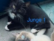 Kitten(männlich) suchen liebevolles Zuhause - Leopoldshöhe