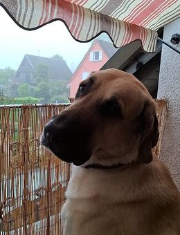 KANGAL ODIN DRINGEND ABZUGEBEN - Kehl