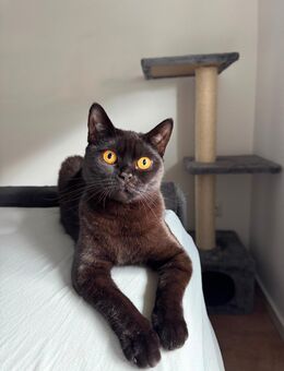 Bombay Katze - liebevolle Rassekatze abzugeben - Ibbenbüren Zentrum