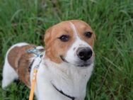 🧡Liebes Hundemädchen Phoebe🧡 - Eislingen (Fils)
