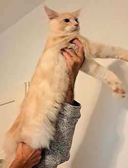 Maine Coons suchen Dosenöffner - Dresden