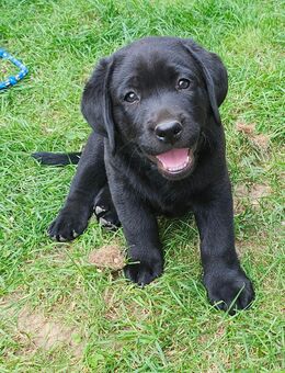 Labradorwelpe in schwarz ist auszugsbereit - Lützen