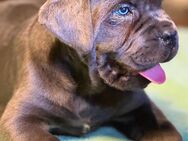 Cane Corso Welpen Blau - Niederorschel