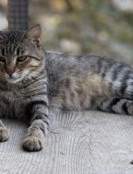 Filiz sucht ein liebevolles Zuhause - Bergheim (Nordrhein-Westfalen)