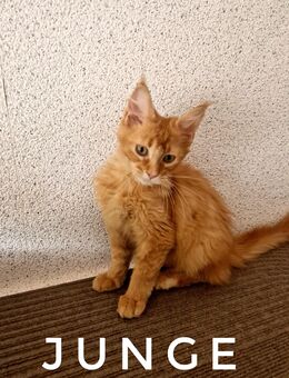 Maine Coon Junge zum Abgabebereit - Liebenau (Niedersachsen)
