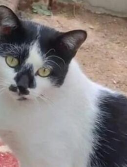 BALOU, charmanter Schmuser sucht Zuhause - Kallmünz