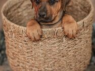 Welpen Großer Schweizer Sennenhund x Rhodesian Ridgeback - Nörvenich