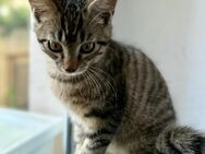 Kater abzugeben (5 Monate alt) - Freiburg (Breisgau)