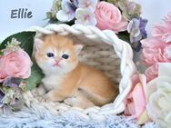 BKH Britisch Kurzhaar Golden Shell Kitten, Mädchen ELLIE Zucht - Frankfurt (Main)