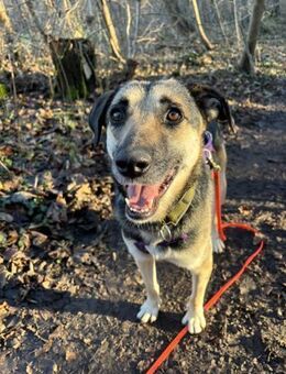 Medea sucht ihr Zuhause - Fronreute